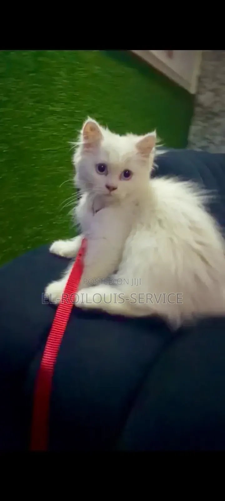 1-3 months Male Purebred Persian