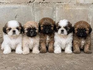 1-3 months Male Purebred Lhasa Apso