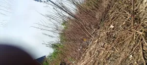 Land 100×100ft 2plot 6plots at Egbejila Area