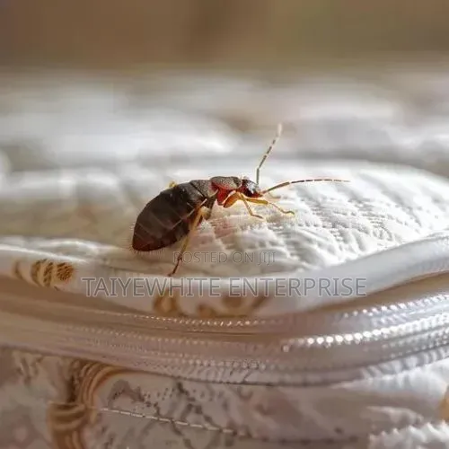 Bedbug Treatment Fumigation Service | Same Day Inspection