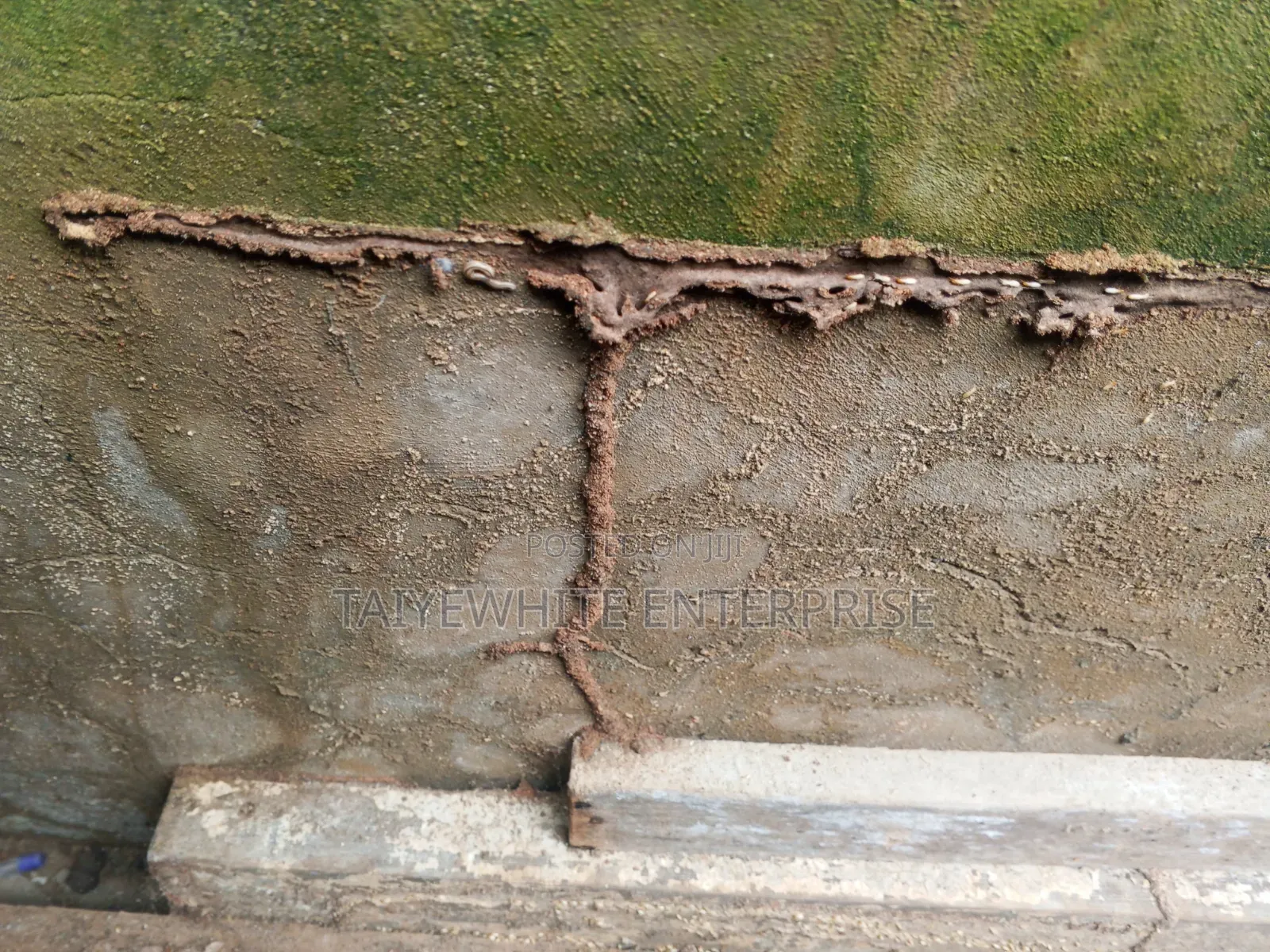 Termite Treatment Control Service in Lagos and Ogun State