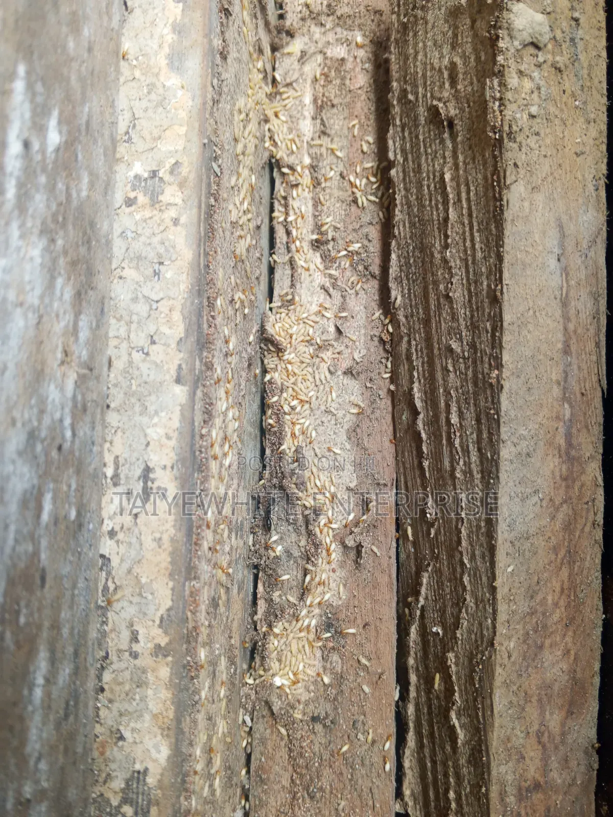 Termite Treatment Control Service in Lagos and Ogun State