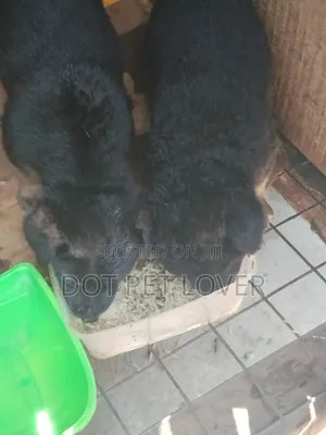 1-3 months Female Purebred German Shepherd