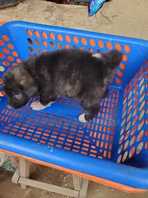 1-3 months Male Purebred Caucasian Shepherd