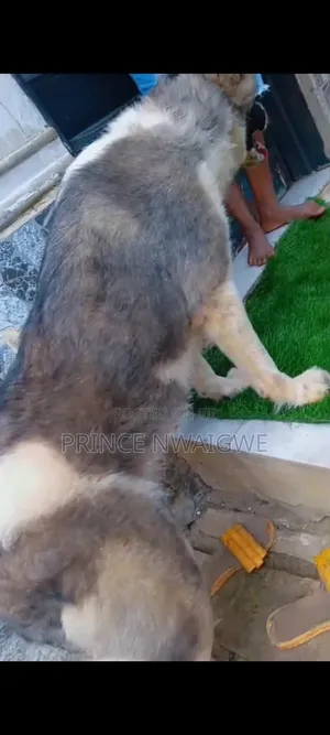 1-3 months Female Purebred Caucasian Shepherd