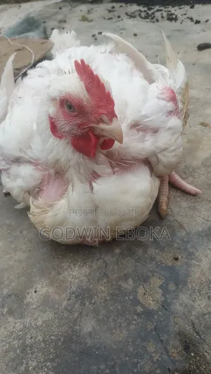 Chicken (Broilers)