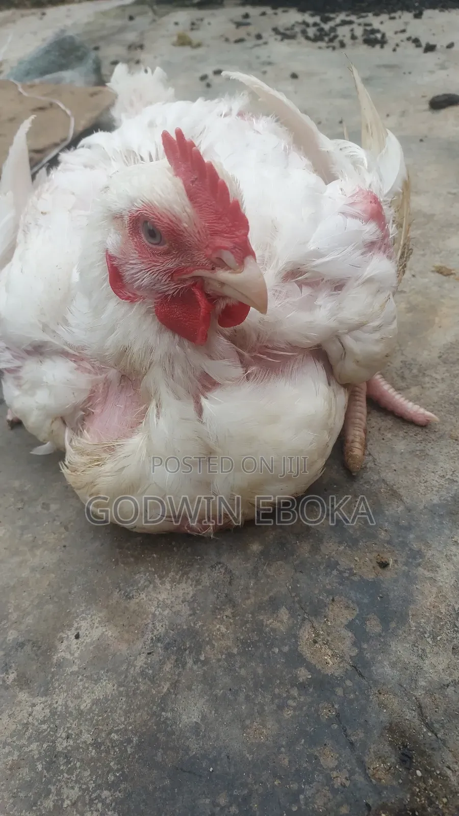 Chicken (Broilers)