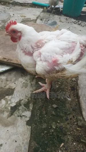 Chicken (Broilers)
