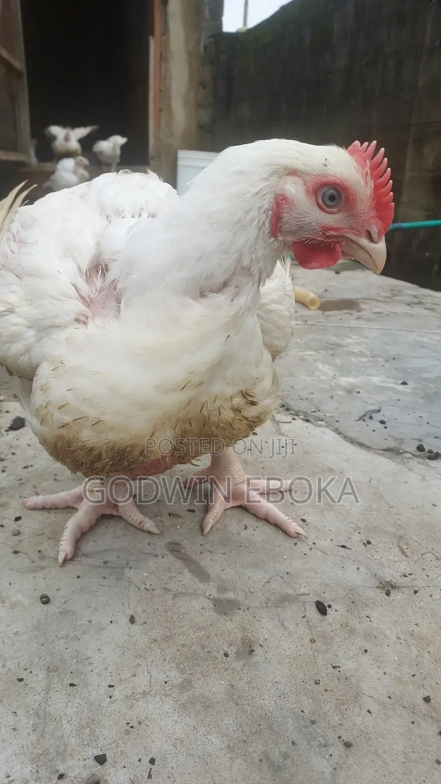 Chicken (Broilers)