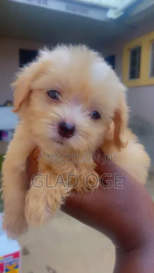 1-3 months Female Purebred Lhasa Apso