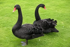 Beautiful and Very Healthy Pair of Black Swans for Sale