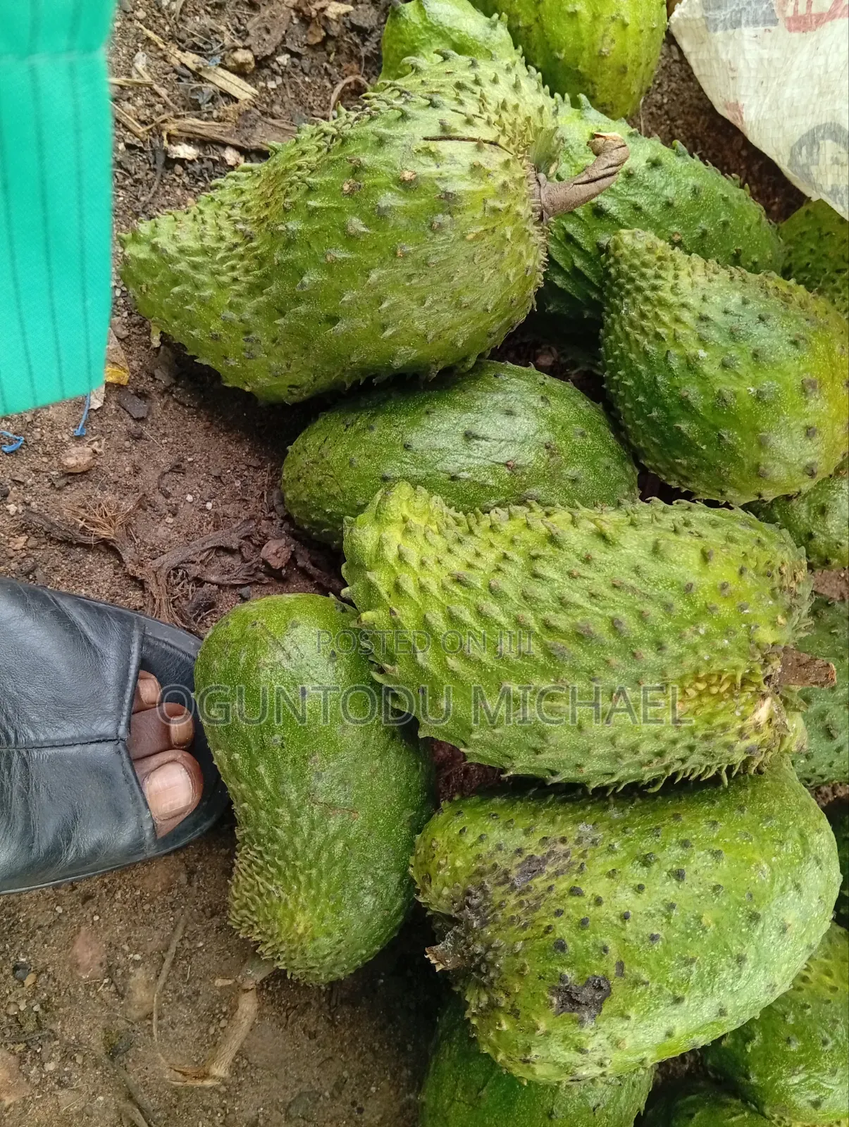 Custard Apple Available for Delivery