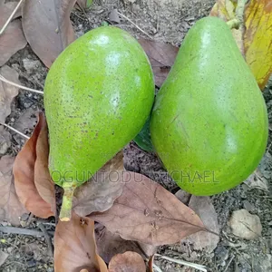 Fresh Avocado Fruit Is Available