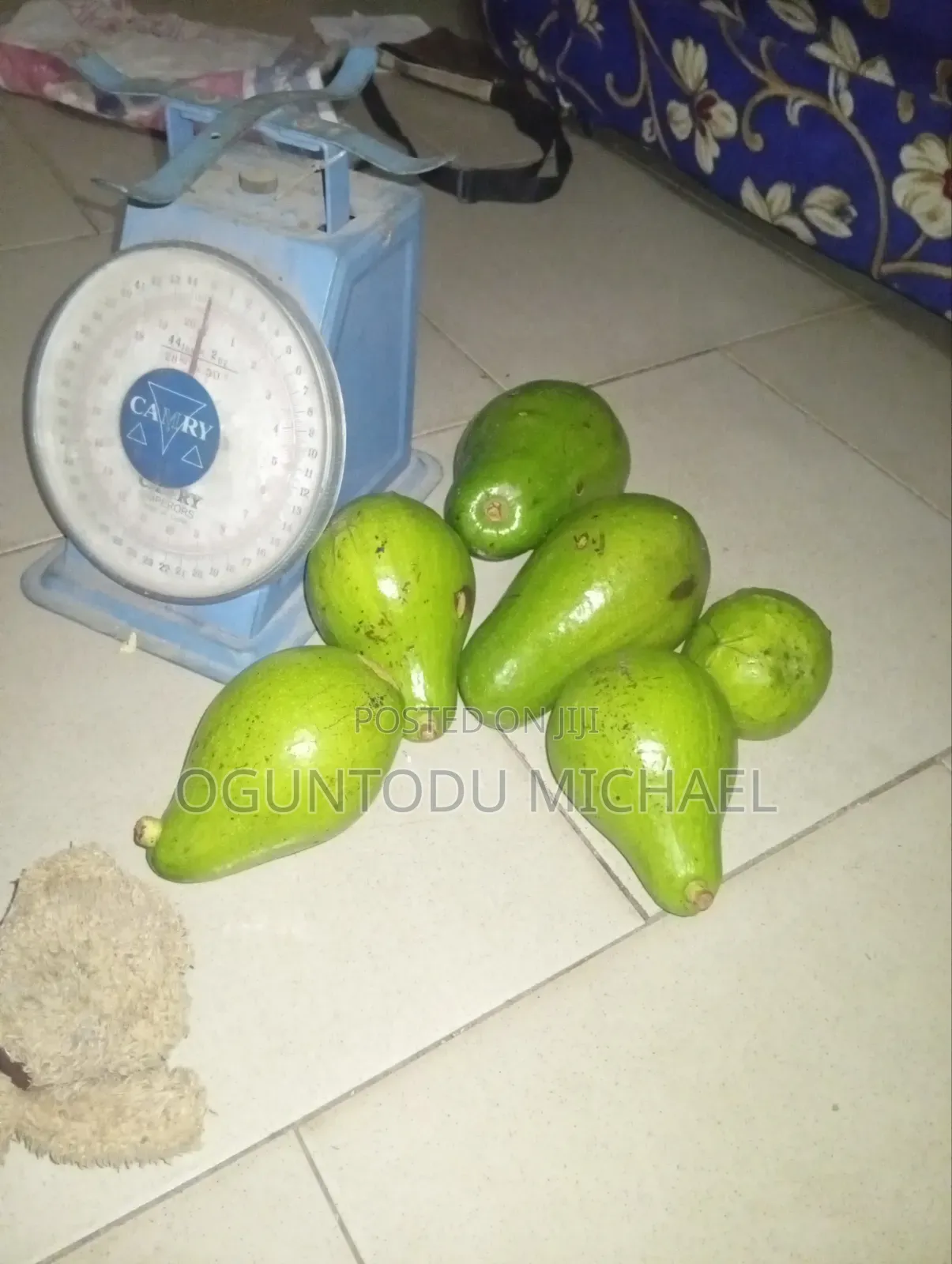 Fresh Avocado Fruit Is Available
