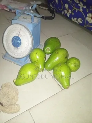 Fresh Avocado Fruit Is Available