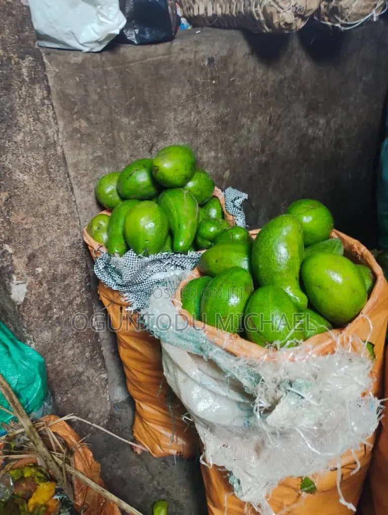 Fresh Avocado Fruit Is Available