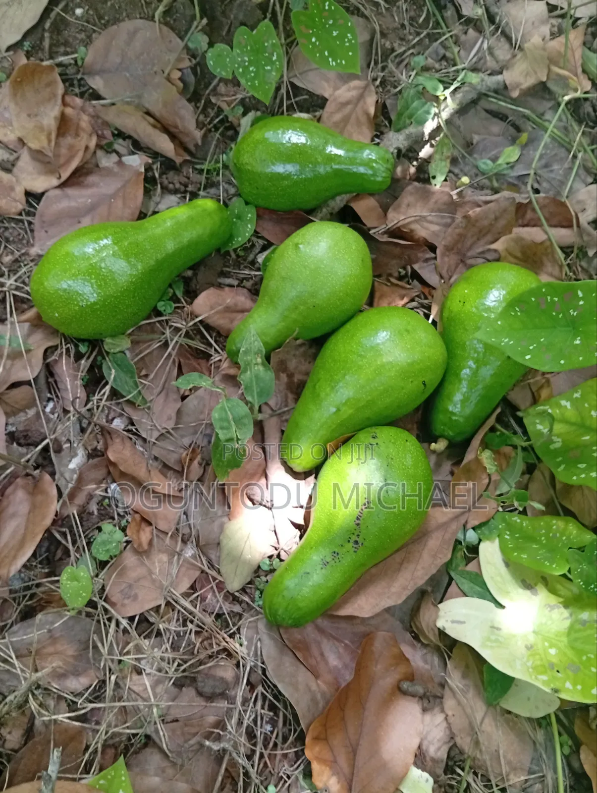 Fresh Avocado Fruit Is Available