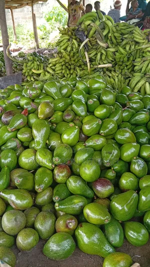 Fresh Avocado Fruit Is Available