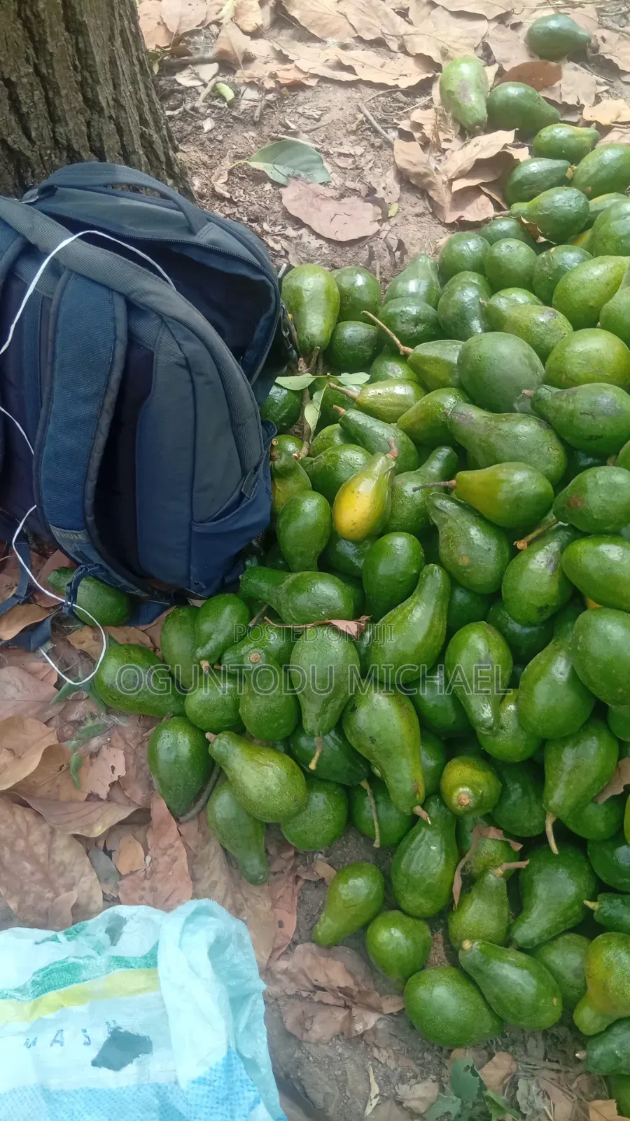 Fresh Avocado Fruit Is Available