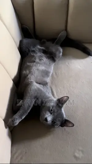 6-12 months Male Mixed Breed Russian Blue