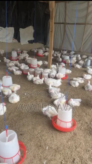Broiler for Sale
