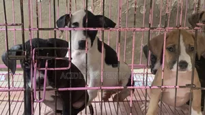 1-3 months Female Purebred American Pit Bull Terrier