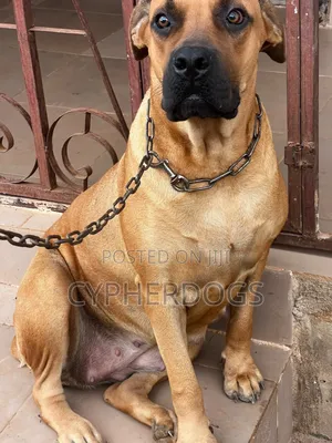 1+ year Female Purebred Boerboel