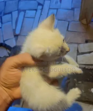 1-3 months Female Purebred Tabby