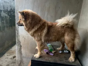 1+ year Female Purebred Chow Chow