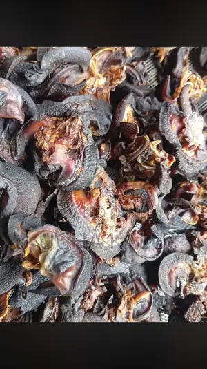Fresh and Oven Dried Snail Available