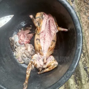Meat Rabbit