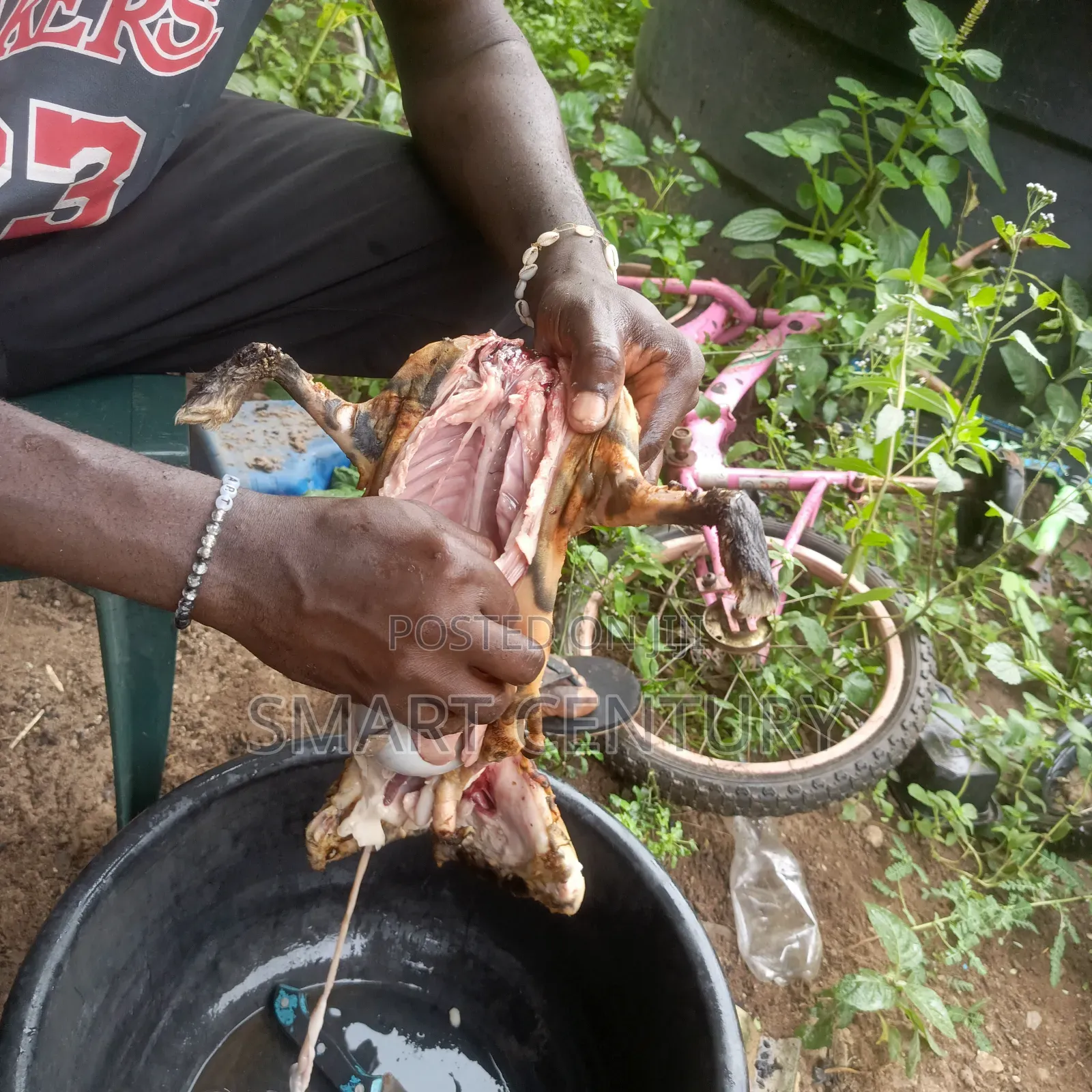 Meat Rabbit