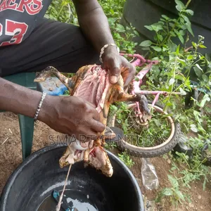 Meat Rabbit