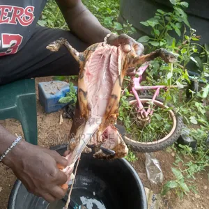 Meat Rabbit