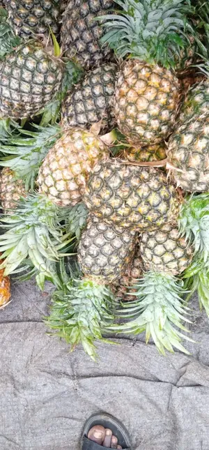 We Have Avocado,custard Apple, Ginger, Peppers, Processing Cashew Nut