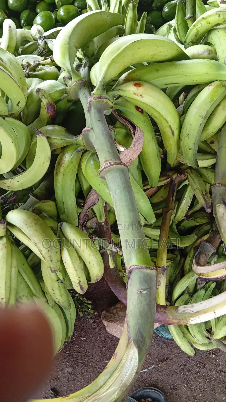 We Have Avocado,custard Apple, Ginger, Peppers, Processing Cashew Nut
