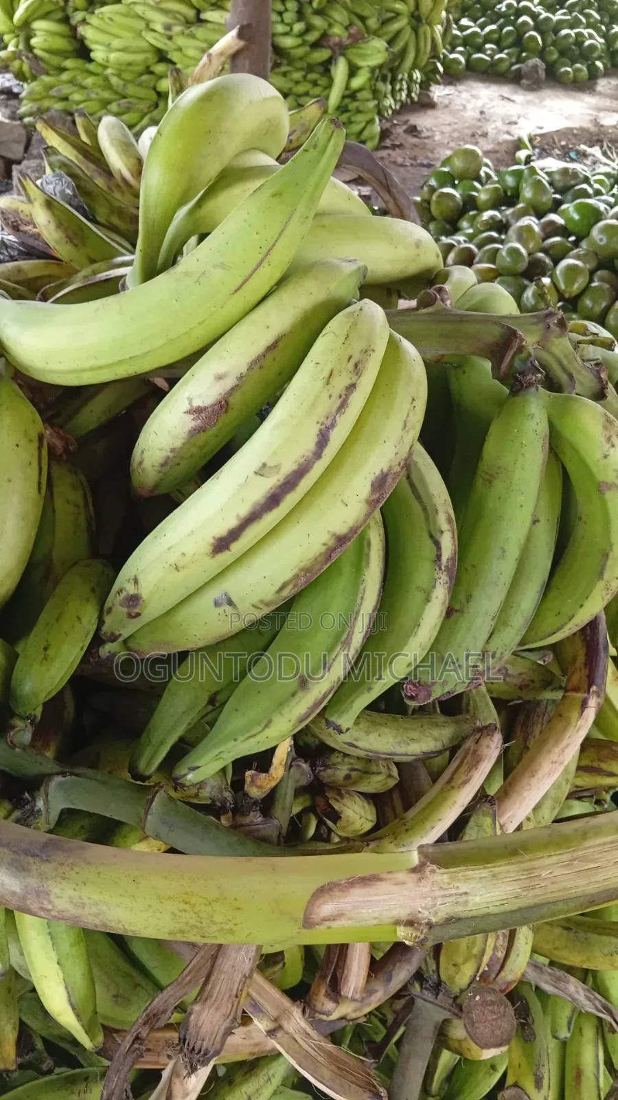 We Have Avocado,custard Apple, Ginger, Peppers, Processing Cashew Nut