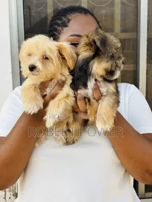 1-3 months Female Purebred Lhasa Apso