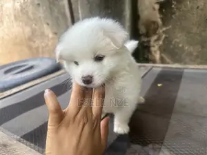 0-1 month Female Purebred American Eskimo
