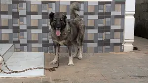 1+ year Female Purebred Caucasian Shepherd