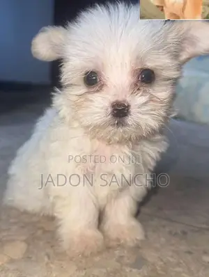 0-1 month Male Purebred Lhasa Apso