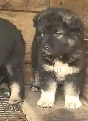 1-3 months Male Purebred Caucasian Shepherd