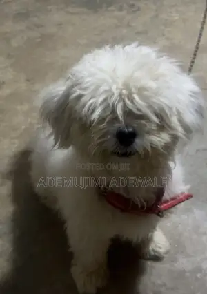 1+ year Male Purebred Lhasa Apso