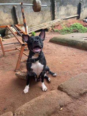 1+ year Female Purebred American Pit Bull Terrier