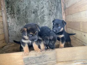 1-3 months Female Purebred German Shepherd