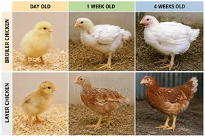 Baby Chicks