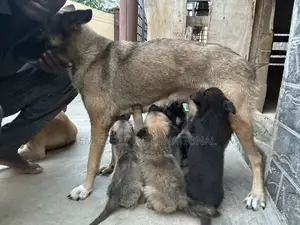 1-3 months Male Purebred German Shepherd