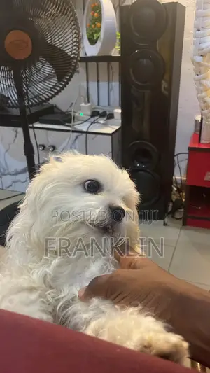 1+ year Female Purebred Lhasa Apso