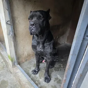 1+ year Male Purebred Cane Corso