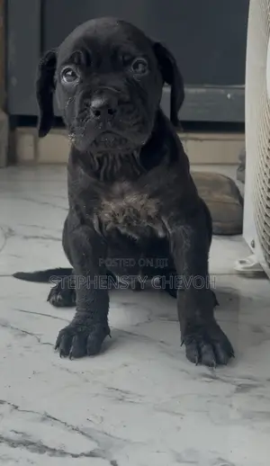 1-3 months Female Purebred Cane Corso